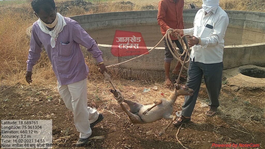 Shocking, Antelope found dead,  Sarola village of Jamkhed taluka, jamkhed Times,jamkhed news,jamkhed live, Forest department 