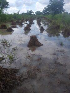 Rains blow up crops in Balaghat Major damage to agriculture in Jamkhed taluka Farmers waiting for panchnama