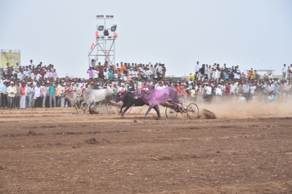 karjat Maharashtra Kesari Bulldog Race  Results Announced, Who Won? Read detailed