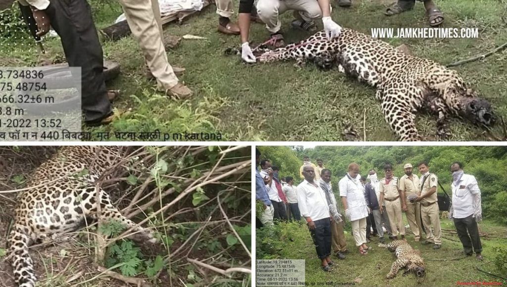 Jamkhed, Leg stuck in vine and leopard died, forest department cremated dead leopard in Dhamangaon