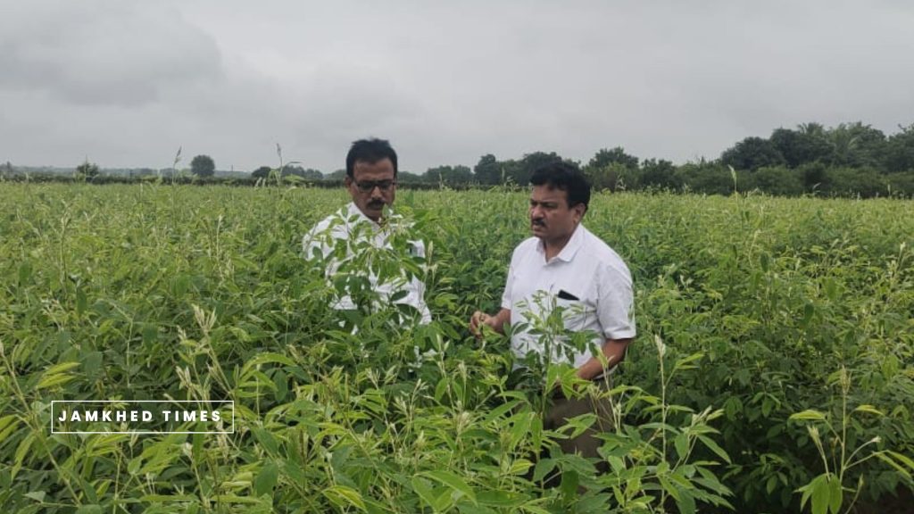 Divisional Joint Director of Agriculture Rafiq Nayakwadi visited Halgaon,sterility mosaic disease related crops inspected, interacted with farmers