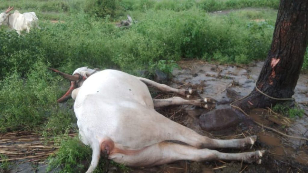 bull was killed by lightning in Dardwadi in Jamkhed taluka