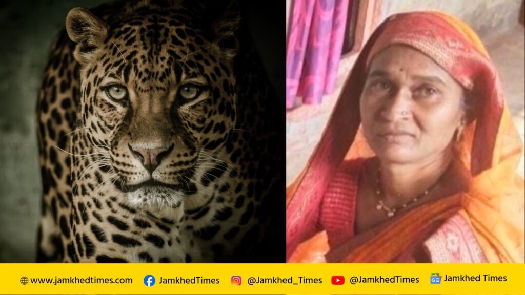 Leopard Attack Maharashtra,Woman Killed in Leopard Attack,Sangeeta Shivaji Varpe, Nimgaon Tembi sangamner, Ahmednagar latest news today, 
